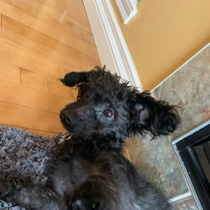 Meet your Posher, Sophia